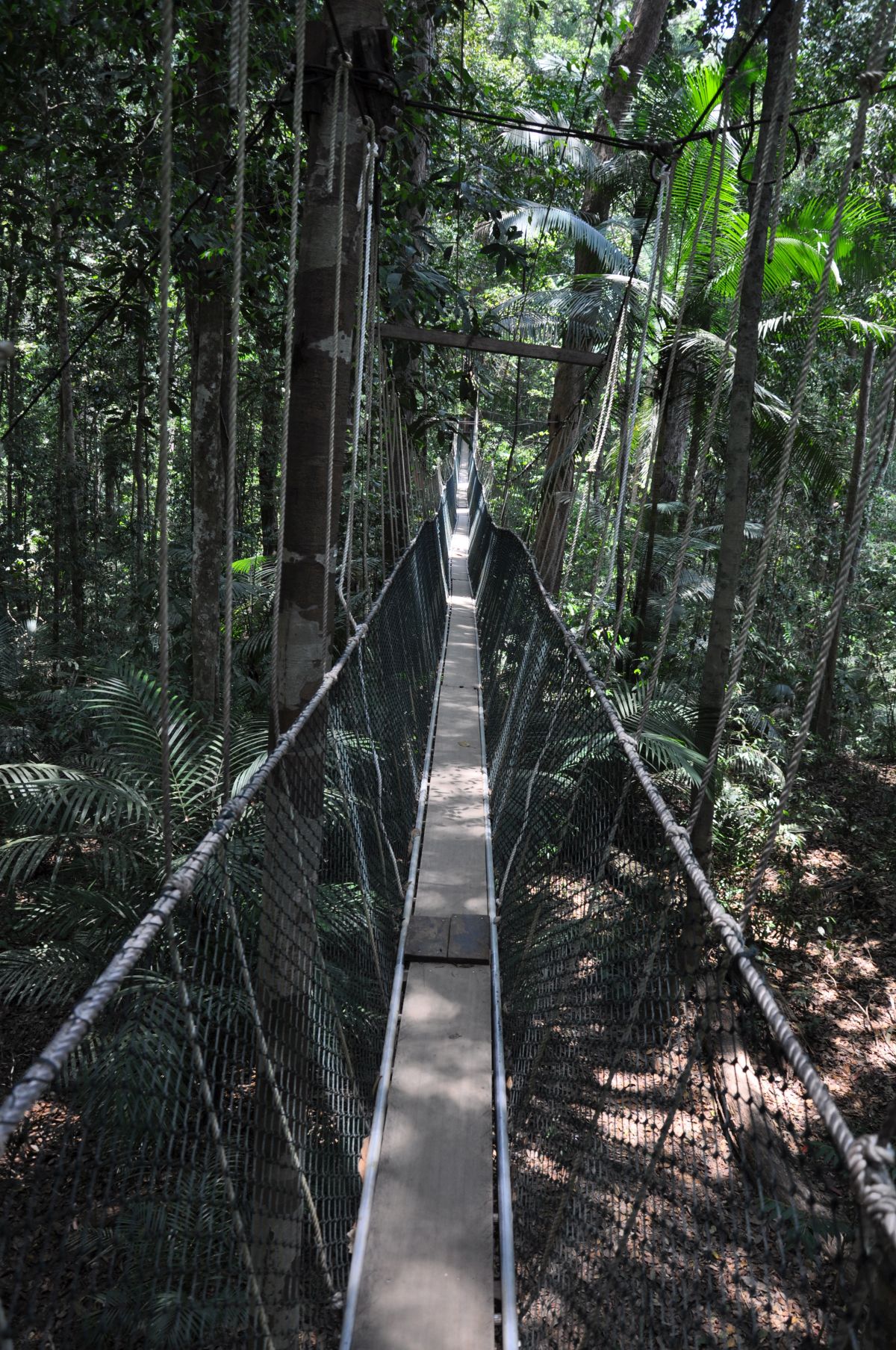 Národní park Taman Negara, Malajsie | Cestopis a fotky | ohaj.cz
